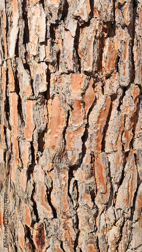 Deeply fissured and rugged texture of a Stone Pine's bark, characterized by its mosaic of reddish-brown and grayish tones.