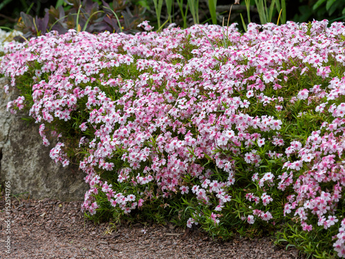 Phlox subulata ( lat. Phlox subulata ) is a perennial herbaceous plant, a species of the genus Phlox of the Polemoniaceae family