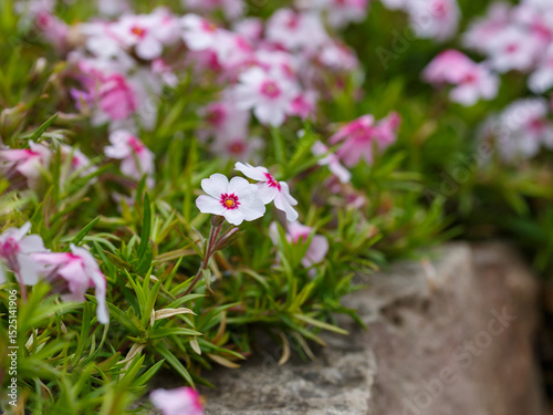 Phlox subulata ( lat. Phlox subulata ) is a perennial herbaceous plant, a species of the genus Phlox of the Polemoniaceae family