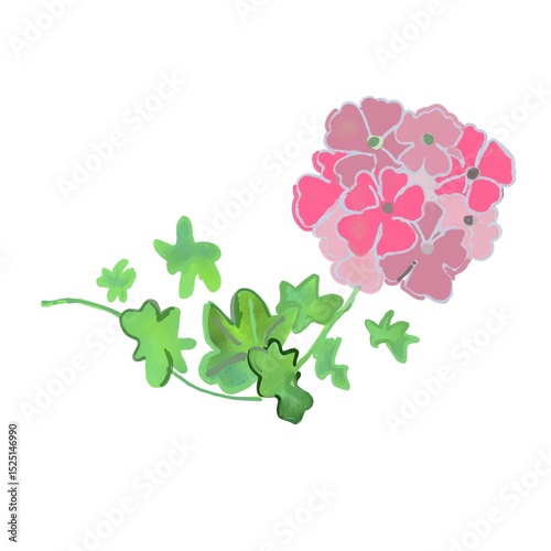 Fototapeta Naklejka Na Ścianę i Meble -  beautiful ampelous flower pelargonium, botanical sketch