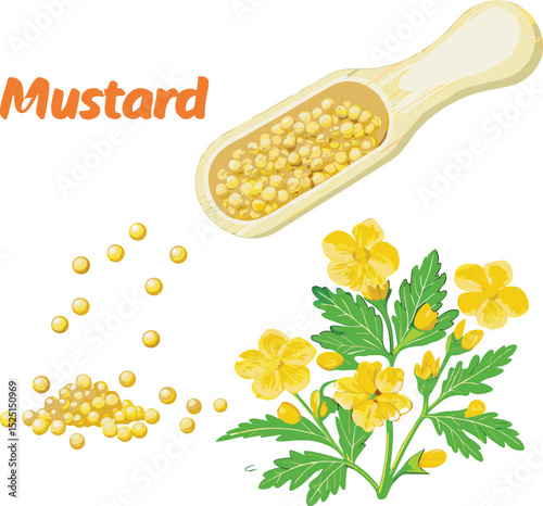 Mustard plant with seeds and flowers isolated on white background illustration