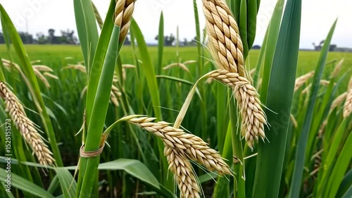 Green fields of rice, stretching across the rural landscape, showcase the richness of nature and agriculture.