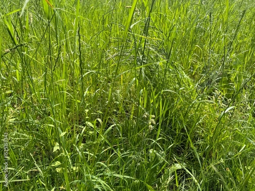Fototapeta Naklejka Na Ścianę i Meble -  green grass background