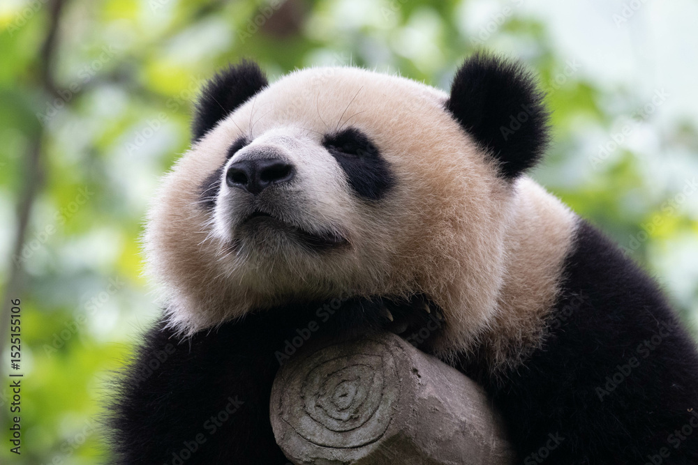 Fototapeta premium A Portrait of Fluffy Sleeping Panda