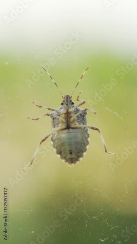 Stink bug crawling on a glass surface, 4K macro