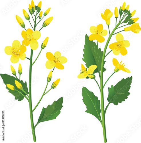 Two Canola Flower Stems with Yellow Blossoms and Green Leaves Isolated on White