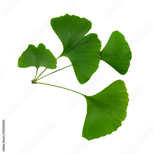 Vibrant Green Ginkgo Leaves Isolated on a transparent Background