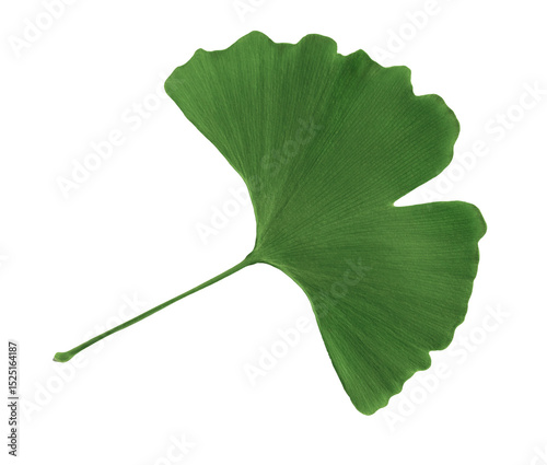 Ginkgo Biloba Leaf on Transparent Background for Nature and Health Concepts