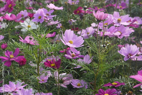 close-up pink Cosmo flowers in the garden in spring