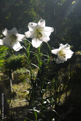 closeup white lily (Lilium) blooming under the sunshine in summer