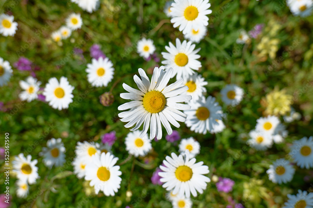 Fototapeta premium Daisies bloom in a vibrant spring meadow 