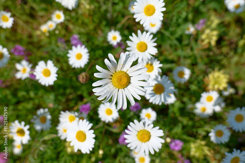 Daisies bloom in a vibrant spring meadow 