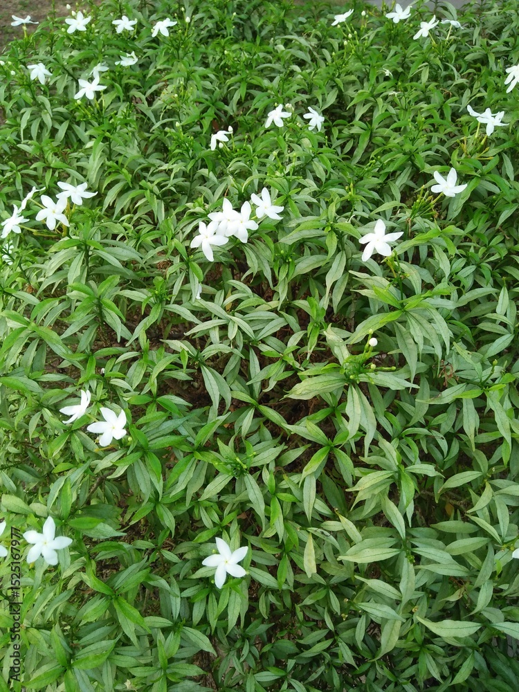 Obraz premium White Flowers Blooming in Green Bush Garden