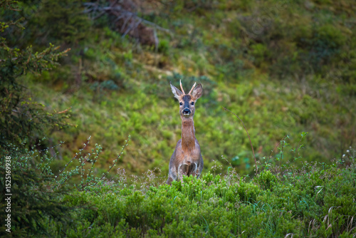 a roe buck yearling on a mountain meadow at a spring morning