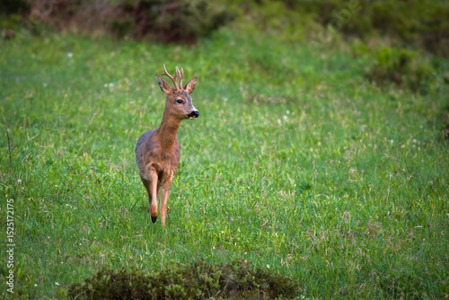 a adult roe buck, capreolus capreolus, on a mountain meadow at a spring day