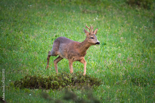a adult roe buck, capreolus capreolus, on a mountain meadow at a spring day