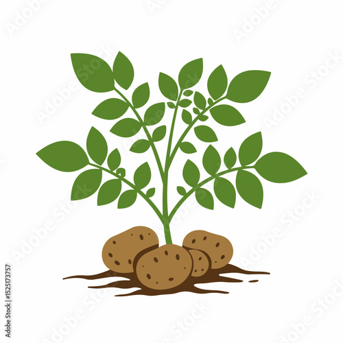 Young potato plant with tubers growing in soil.  Potato plant illustration shows healthy leaves and brown potatoes.  This illustration is perfect for gardening blogs, educational materials,