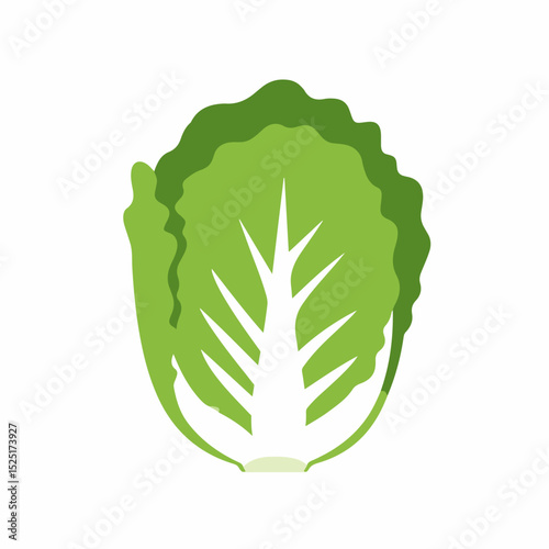 Fresh green lettuce head, crisp leaves and juicy texture.  Lettuce illustration perfect for recipes, healthy eating guides, and gardening blogs.