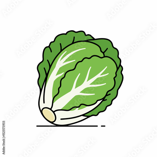 Fresh napa cabbage illustration. Detailed drawing of napa cabbage leaves and core. Simple graphic of green napa cabbage perfect for gardening brochures and websites.