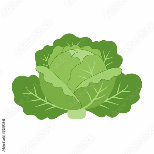 Fresh green cabbage illustration. Cabbage leaves and head are shown in detail. This vibrant cabbage image is perfect for gardening websites, educational materials, or cookbooks related to садоводство.