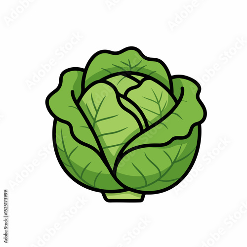 Green cabbage illustration. Fresh cabbage with vibrant leaves. Detailed cabbage drawing perfect for gardening websites, educational materials, or cookbook illustrations.