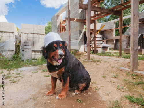 Cute Bearnaise dog wearing hard safety hat on a construction site. New building wall in the background. Tough boss concept. Security and safety theme. Funny scene with a big animal.