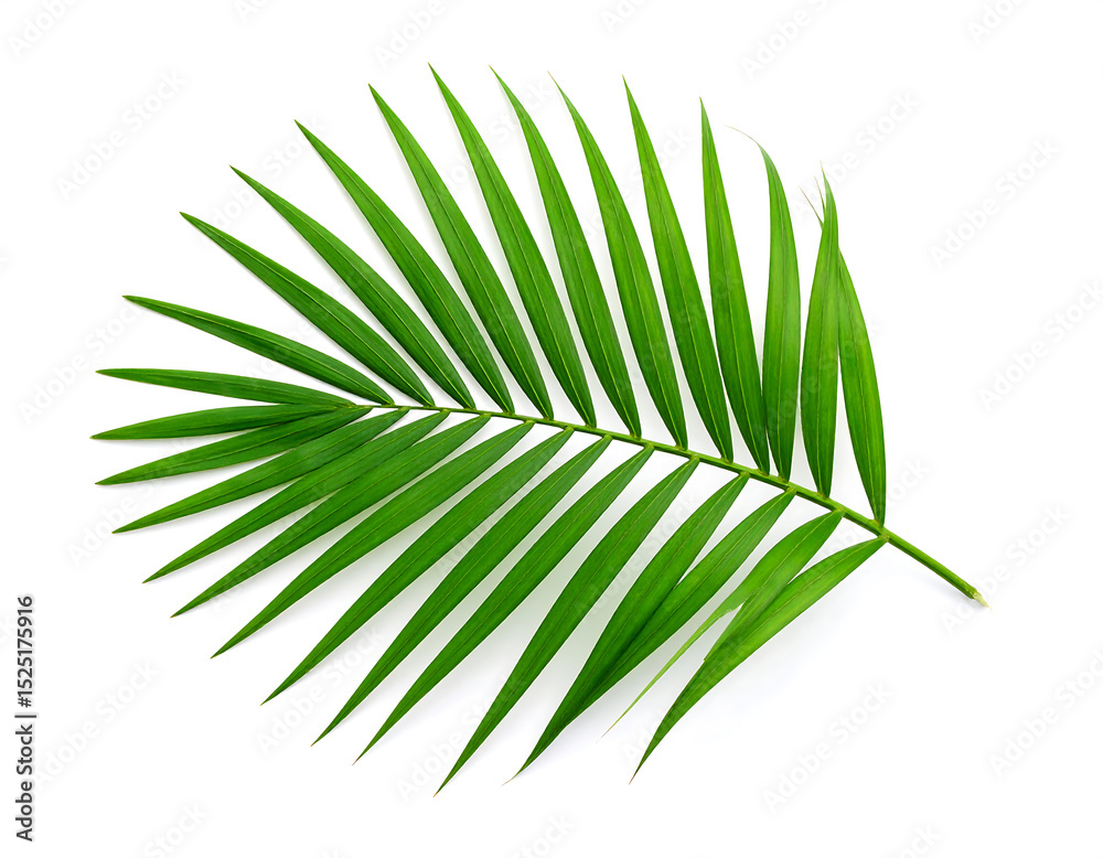 Fototapeta premium Single lush green palm frond isolated on white