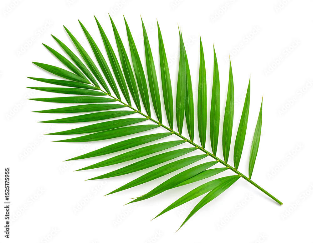 Fototapeta premium Single green palm leaf isolated on white background