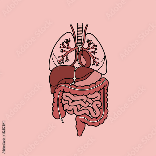 Human internal organs diagram. Detailed illustration of lungs, liver, stomach, and intestines.  This medical illustration is perfect for educational materials, presentations,