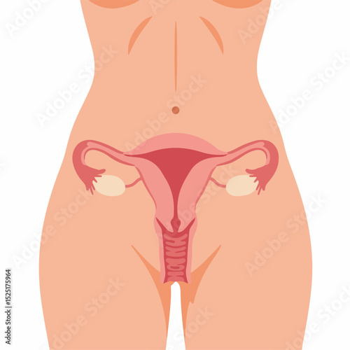 Female reproductive system anatomy illustration. Detailed image shows uterus, fallopian tubes, and ovaries.  Informative diagram perfect for educational materials, medical publications,