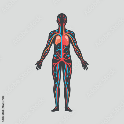 Human circulatory system anatomy illustration. Detailed diagram showing heart, lungs, arteries, and veins. This detailed anatomical chart is perfect for medical publications, educational materials,