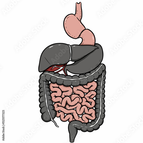 Human digestive system anatomy illustration showing stomach, liver, intestines, and gallbladder. Detailed diagram of internal organs for medical education.