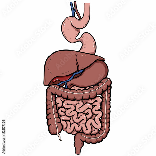 Human digestive system anatomy illustration. Detailed diagram showing stomach, liver, intestines, and esophagus.  Informative medical illustration perfect for educational materials, presentations,