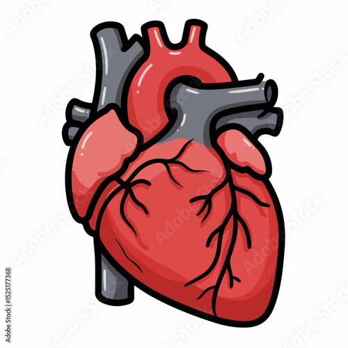 Human heart anatomical illustration. Detailed drawing of heart showing chambers, valves, and major blood vessels. This informative medical illustration is perfect for educational materials,
