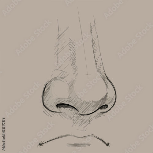 Detailed pencil sketch of human nose. Anatomy drawing shows nasal bridge, nostrils, and tip.  Precise lines create realistic human nose image.
