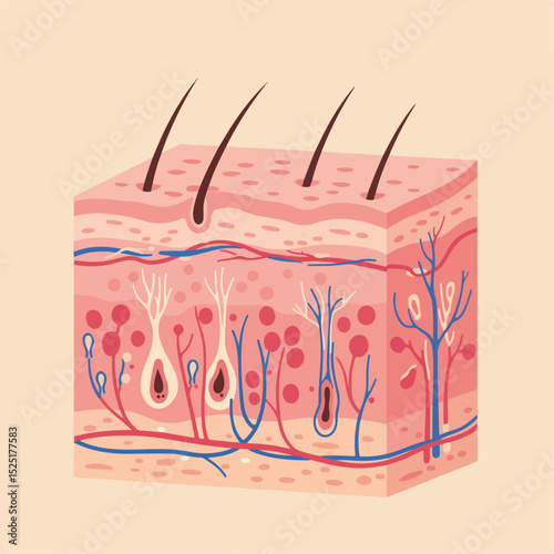 Detailed human skin cross section illustration showing epidermis, dermis, and subcutaneous layers.  Skin anatomy includes hair follicles, sweat glands, nerve endings, and blood vessels.