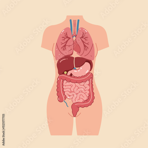 Detailed human anatomy illustration showing internal organs lungs liver stomach intestines.  This informative medical illustration depicts female torso with key organ systems.