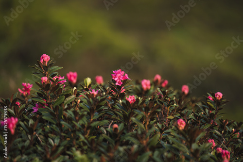 beautiful alpine roses on the mountains in the national park hohe tauern in austria, at a spring day