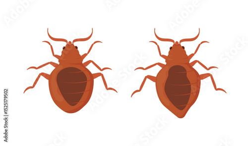 Bed Bugs Showing Dorsal and Ventral Sides on White Background