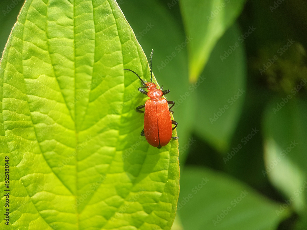Fototapeta premium red-headed cardinal beetle summer uk