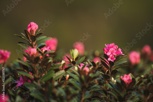 beautiful alpine roses on the mountains in the national park hohe tauern in austria, at a spring day
