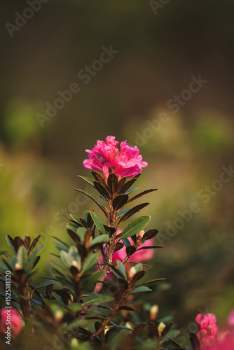 beautiful alpine roses on the mountains in the national park hohe tauern in austria, at a spring day