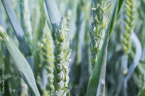 Fotografie Wheat field