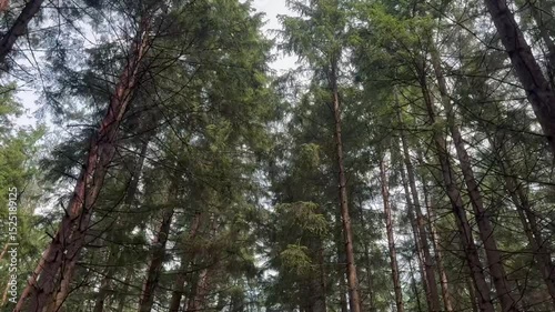 trees in the forest
