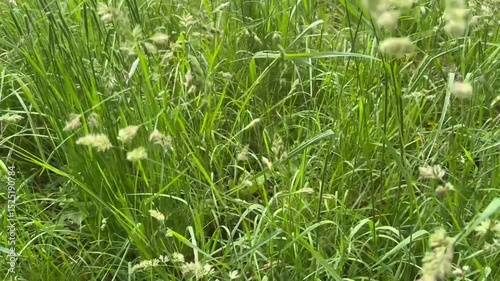 green grass background