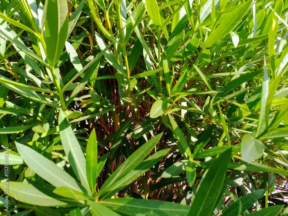 Fototapeta premium green leaves in the garden closeup