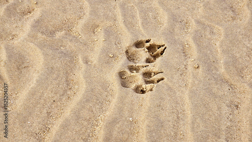 Hundespur im Sand am Strand