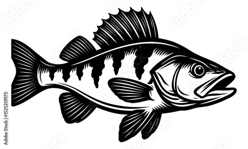 Illustration of Detailed Perch Fish with Open Mouth in Black and White Vector