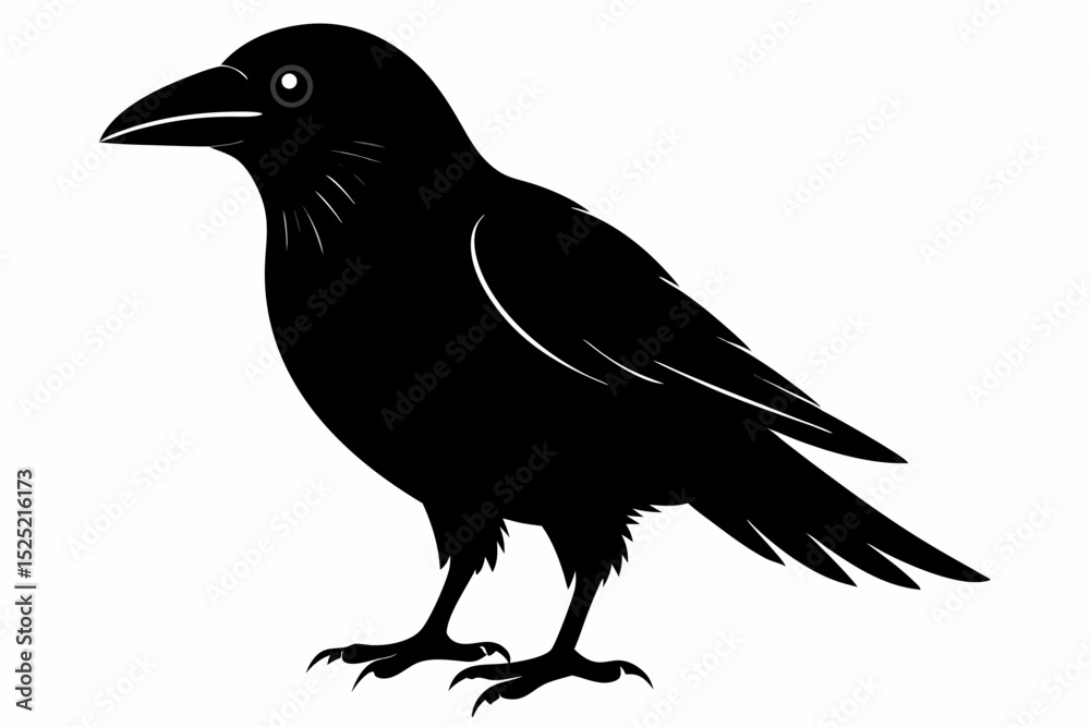 Fototapeta premium crow sihouette black vector