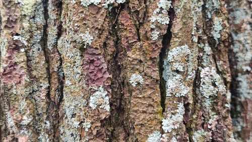 The close-up view focuses on the intricate details of the pine bark surface, its texture rough and uneven with various bumps, grooves, showing signs of age and weathering.